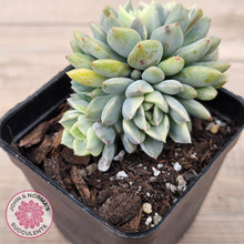 Load image into Gallery viewer, Echeveria &#39;Tinkerbell&#39; Variegated

