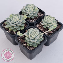 Load image into Gallery viewer, Echeveria &#39;Tinkerbell&#39; Variegated - John &amp; Norma&#39;s Succulents Australia
