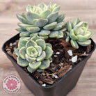 Echeveria 'Tinkerbell' Variegated