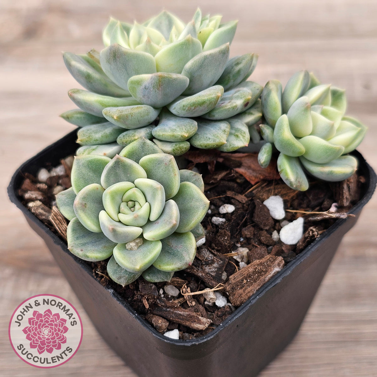 Echeveria 'Tinkerbell' Variegated