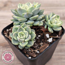 Load image into Gallery viewer, Echeveria &#39;Tinkerbell&#39; Variegated
