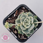 Echeveria 'Tinkerbell' Variegated