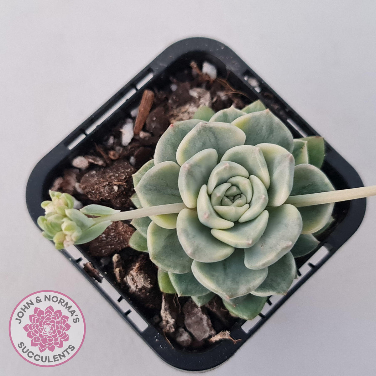 Echeveria 'Tinkerbell' Variegated