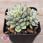 Echeveria 'Tinkerbell' Variegated