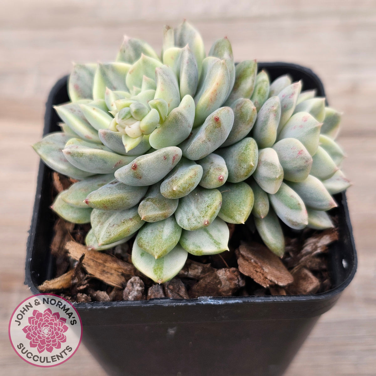 Echeveria 'Tinkerbell' Variegated