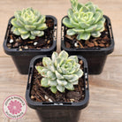Echeveria 'Tinkerbell' Variegated