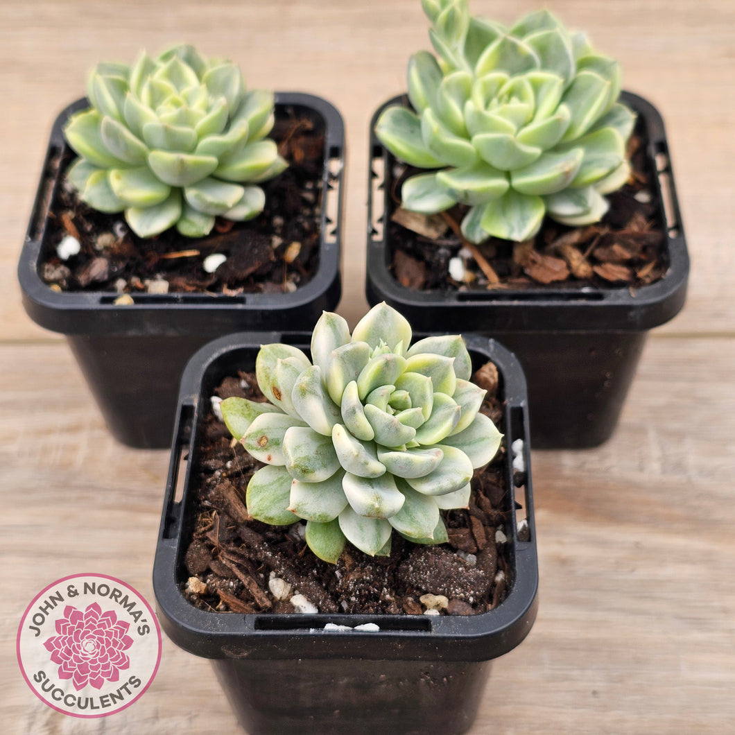 Echeveria 'Tinkerbell' Variegated