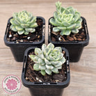 Echeveria 'Tinkerbell' Variegated