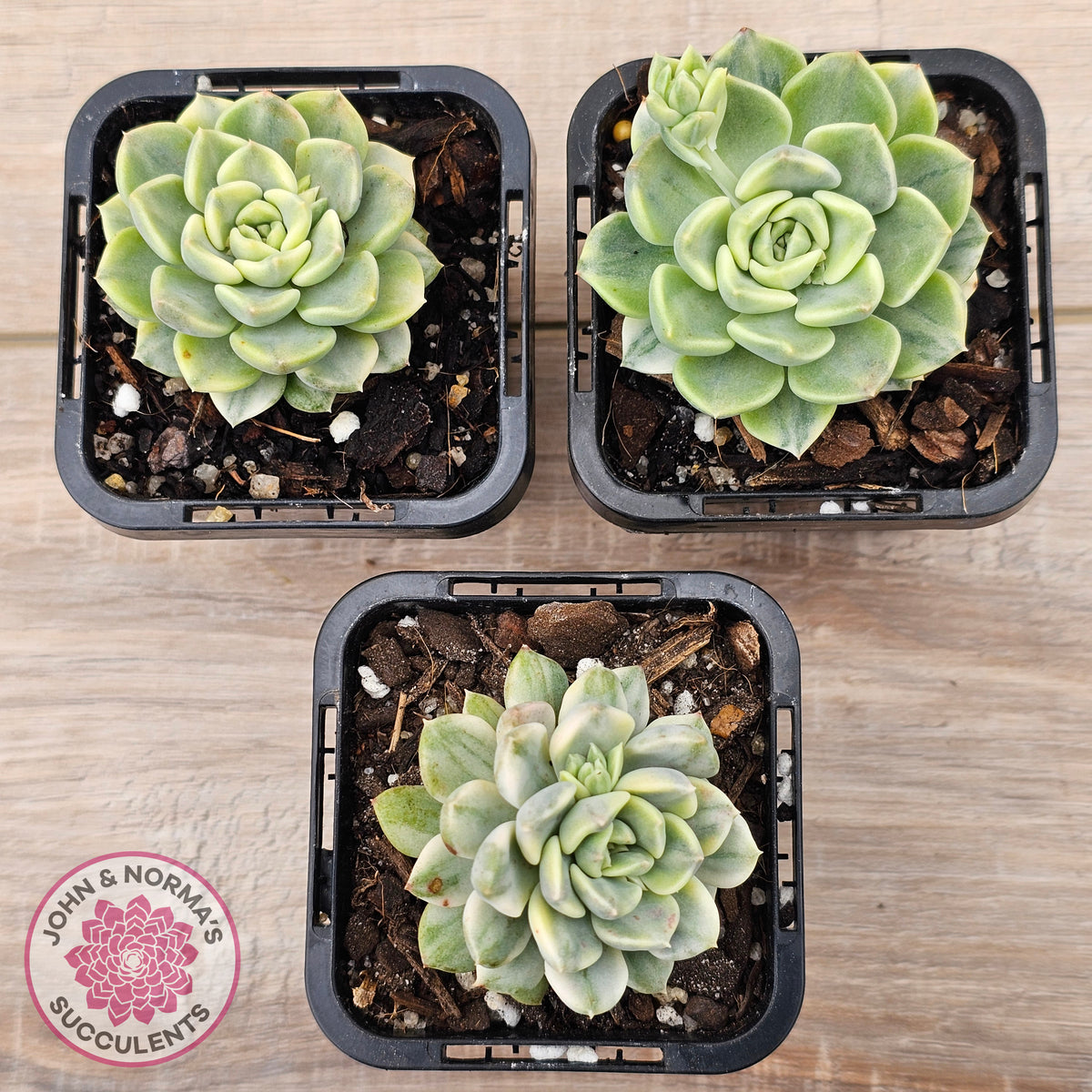Echeveria 'Tinkerbell' Variegated
