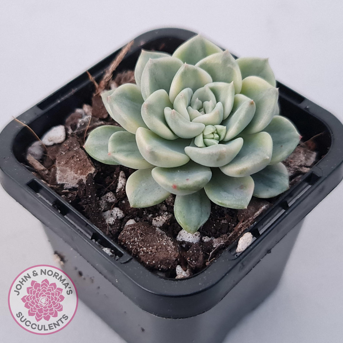 Echeveria 'Tinkerbell' Variegated