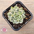 Echeveria 'Tinkerbell' Variegated