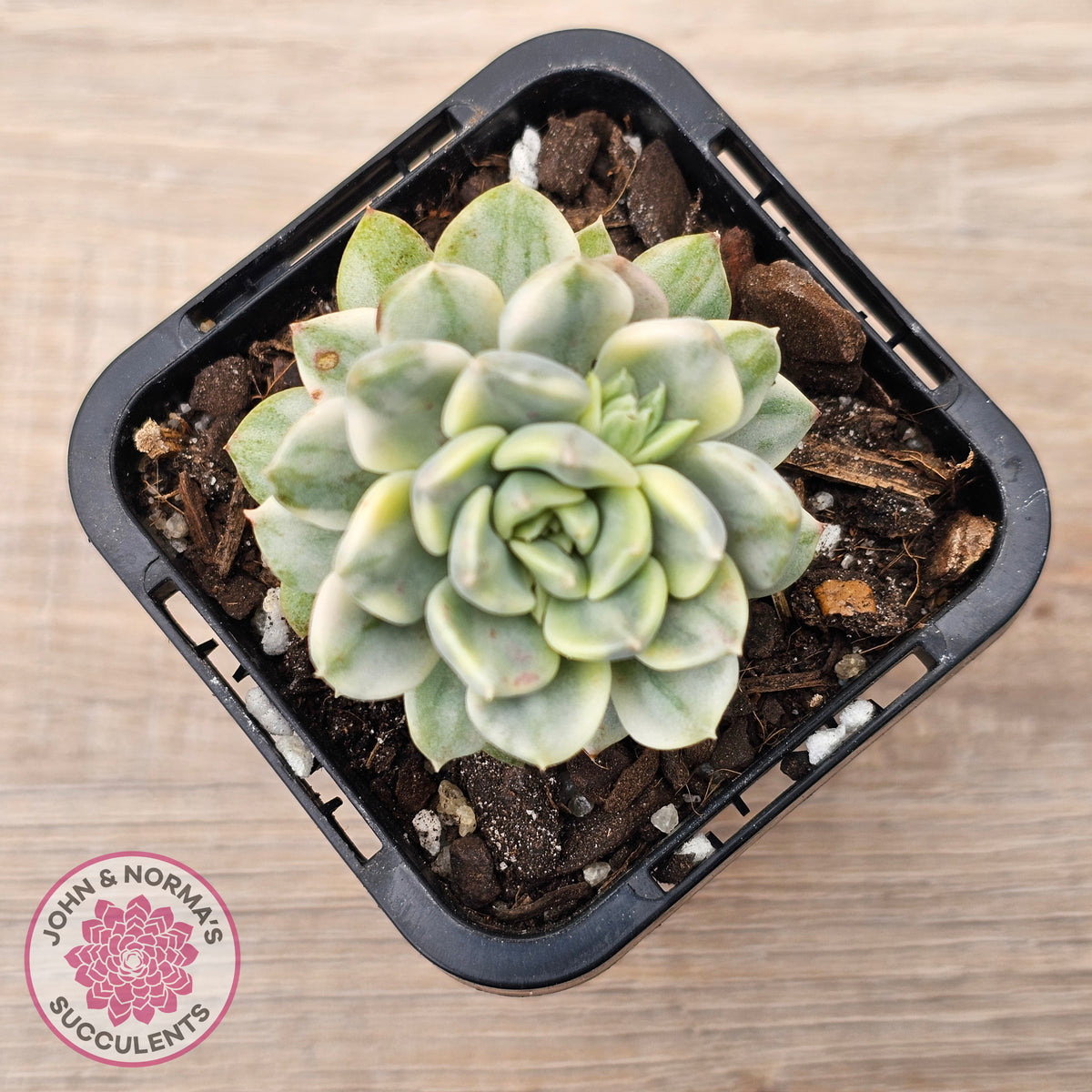Echeveria 'Tinkerbell' Variegated