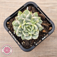 Load image into Gallery viewer, Echeveria &#39;Tinkerbell&#39; Variegated
