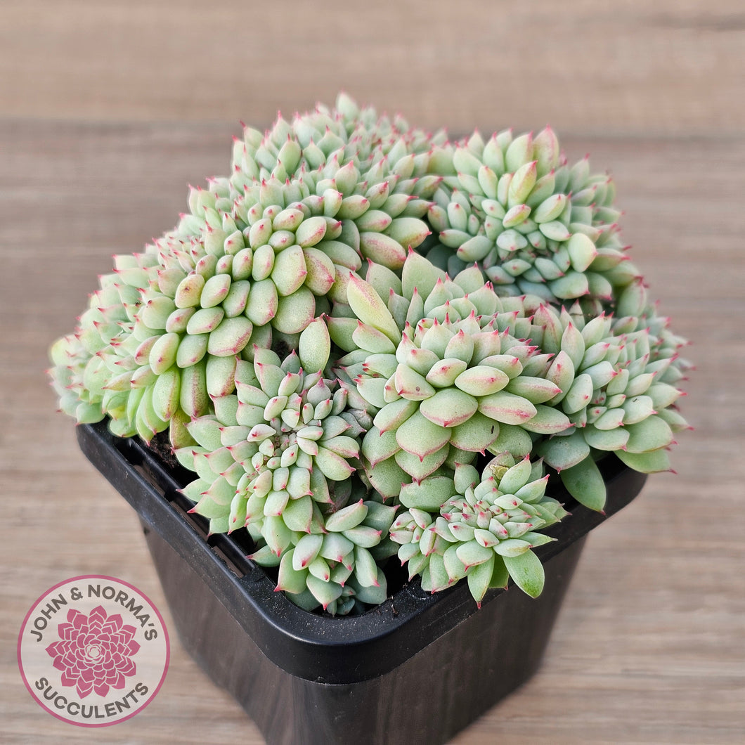 tippy succulent Buy Echeveria 'Tippy' aka 'Elation' Crest Australia