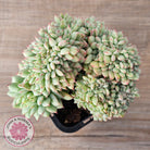 Echeveria 'Tippy' aka 'Elation' Crest