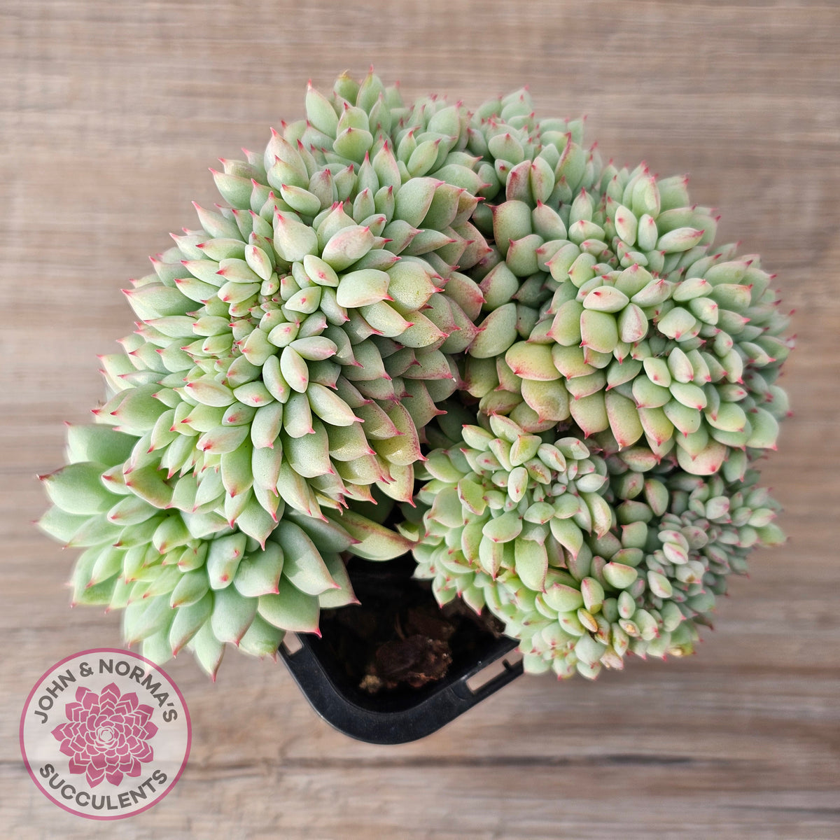 Echeveria 'Tippy' aka 'Elation' Crest