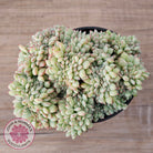Echeveria 'Tippy' aka 'Elation' Crest