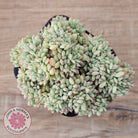 Echeveria 'Tippy' aka 'Elation' Crest