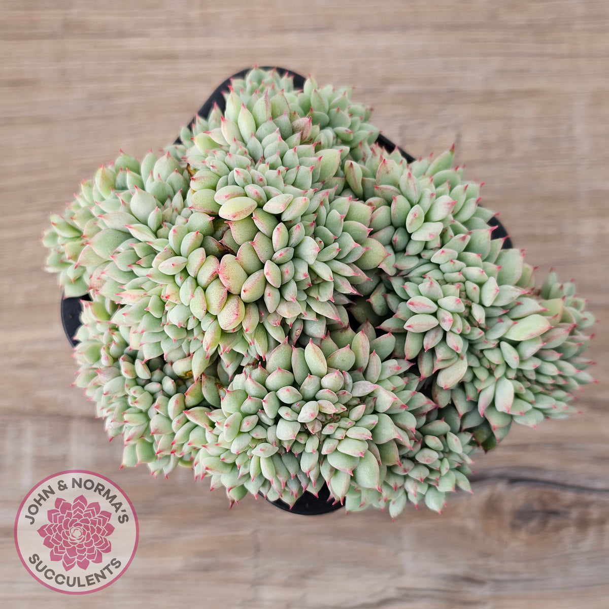 Echeveria 'Tippy' aka 'Elation' Crest