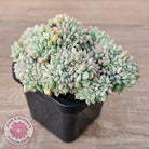 Echeveria 'Tippy' aka 'Elation' Crest
