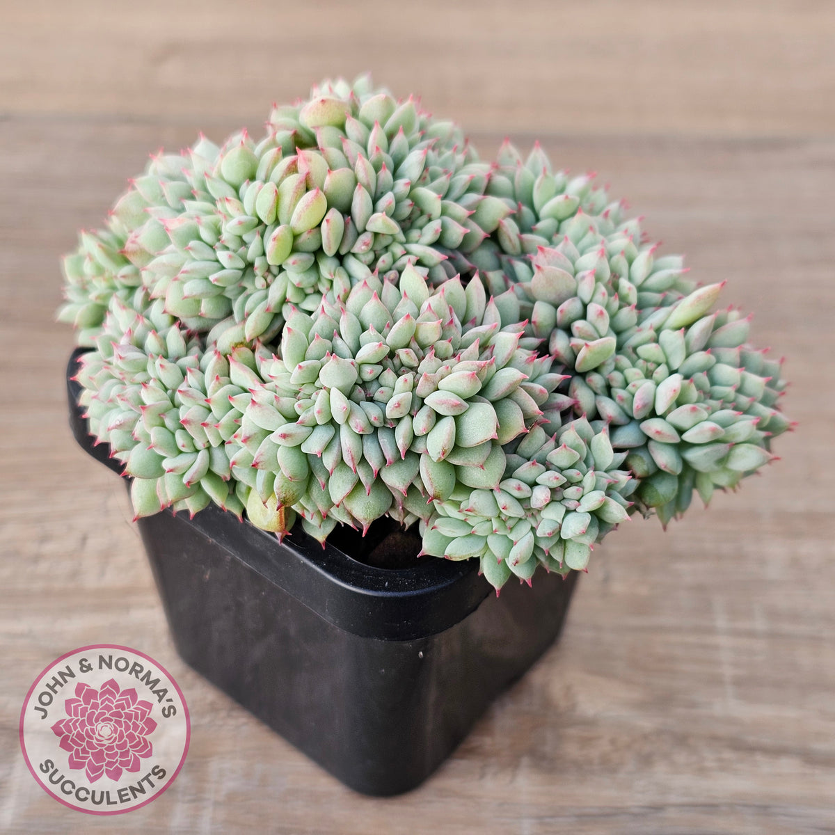 Echeveria 'Tippy' aka 'Elation' Crest