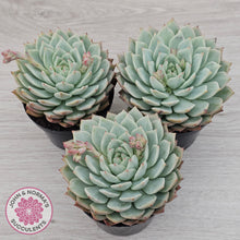 Load image into Gallery viewer, Echeveria 'Tippy'
