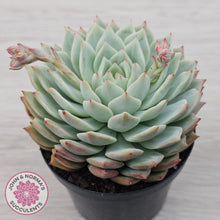 Load image into Gallery viewer, Echeveria 'Tippy'
