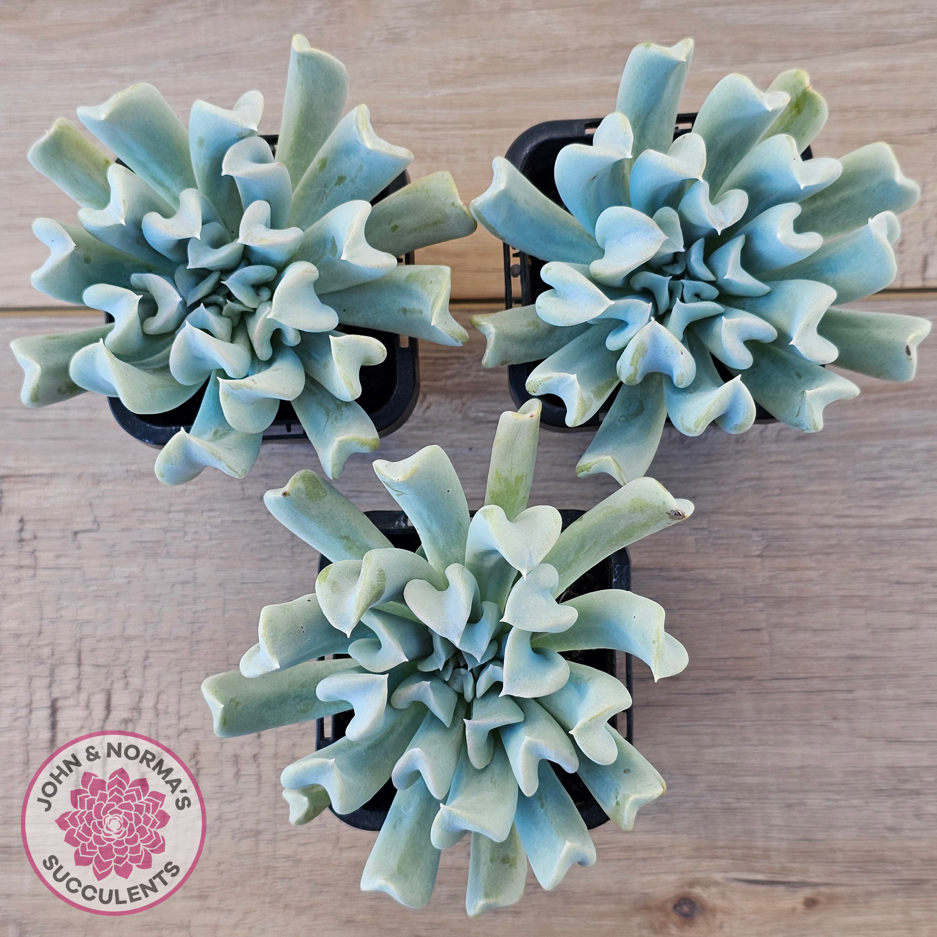 topsy turvy succulent Buy Echeveria Topsy Turvy Australia