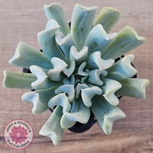 Load image into Gallery viewer, Echeveria Topsy Turvy
