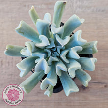 Load image into Gallery viewer, Echeveria Topsy Turvy
