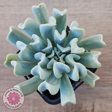 Load image into Gallery viewer, Echeveria Topsy Turvy
