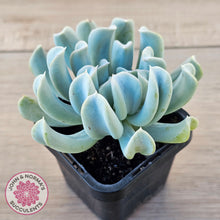 Load image into Gallery viewer, Echeveria Topsy Turvy

