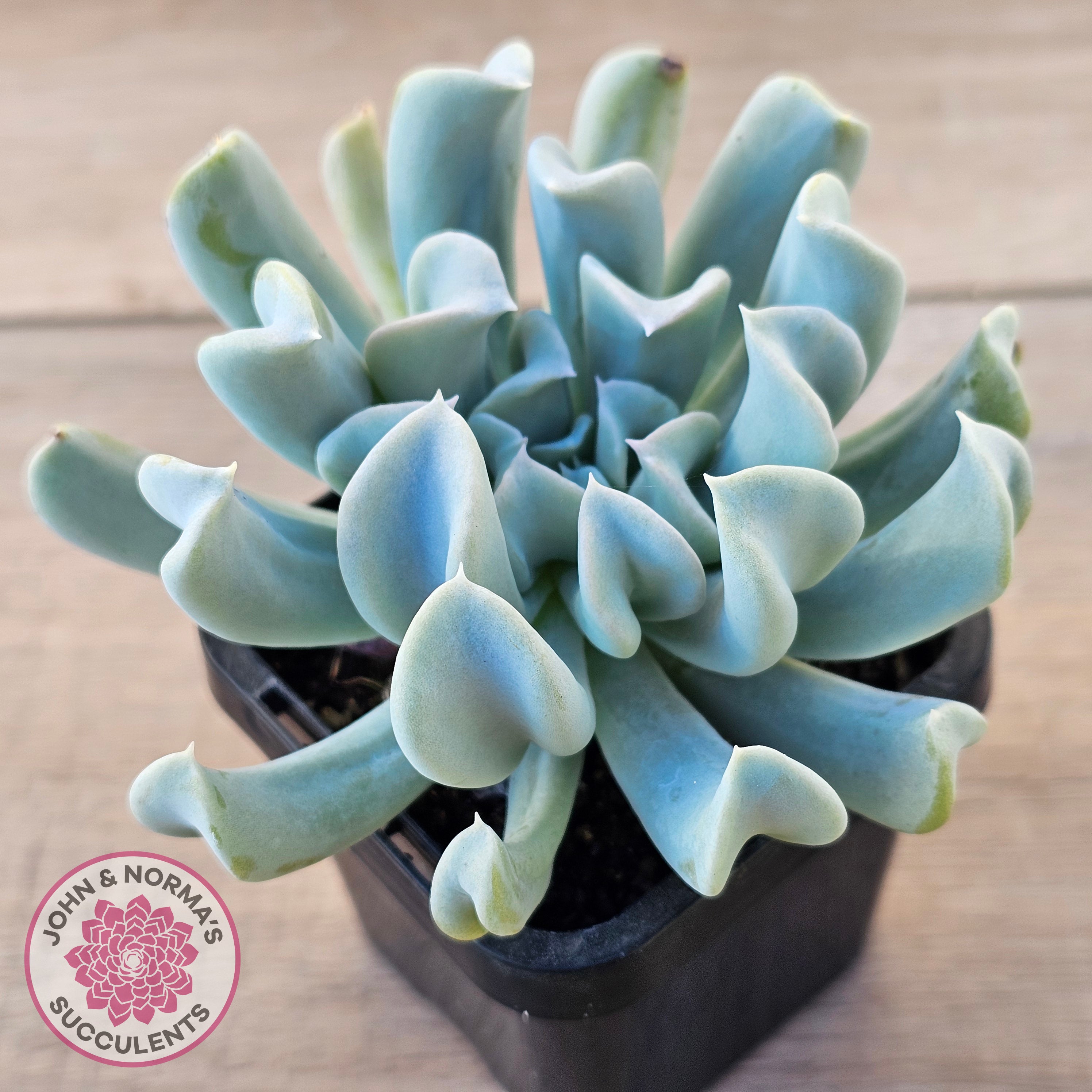 Buy Echeveria Topsy Turvy Australia