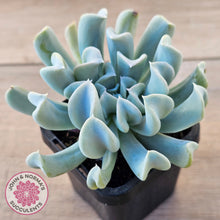 Load image into Gallery viewer, Echeveria Topsy Turvy
