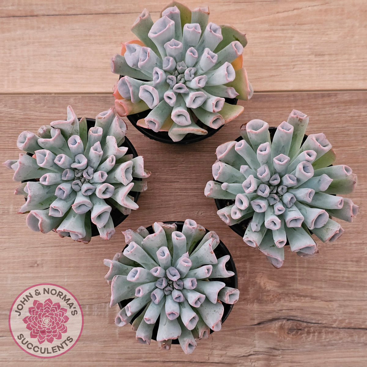 Echeveria Trumpet Pinky 'Blue Form'