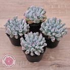 Echeveria Trumpet Pinky 'Blue Form'