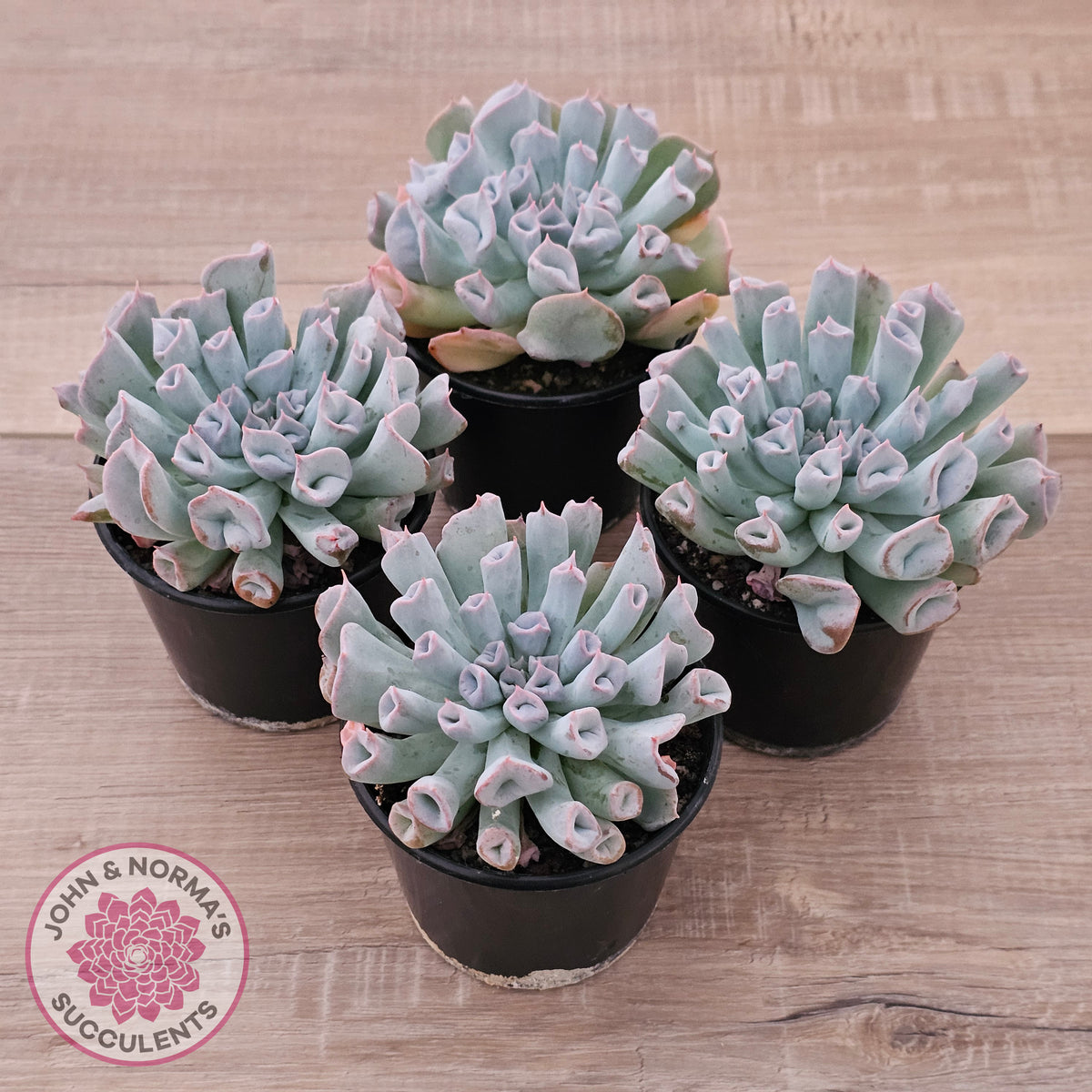 Echeveria Trumpet Pinky 'Blue Form'