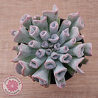 Echeveria Trumpet Pinky 'Blue Form'