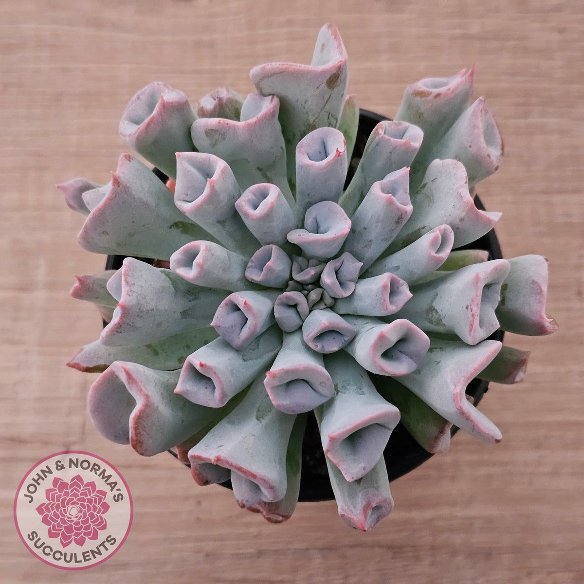 Echeveria Trumpet Pinky 'Blue Form'