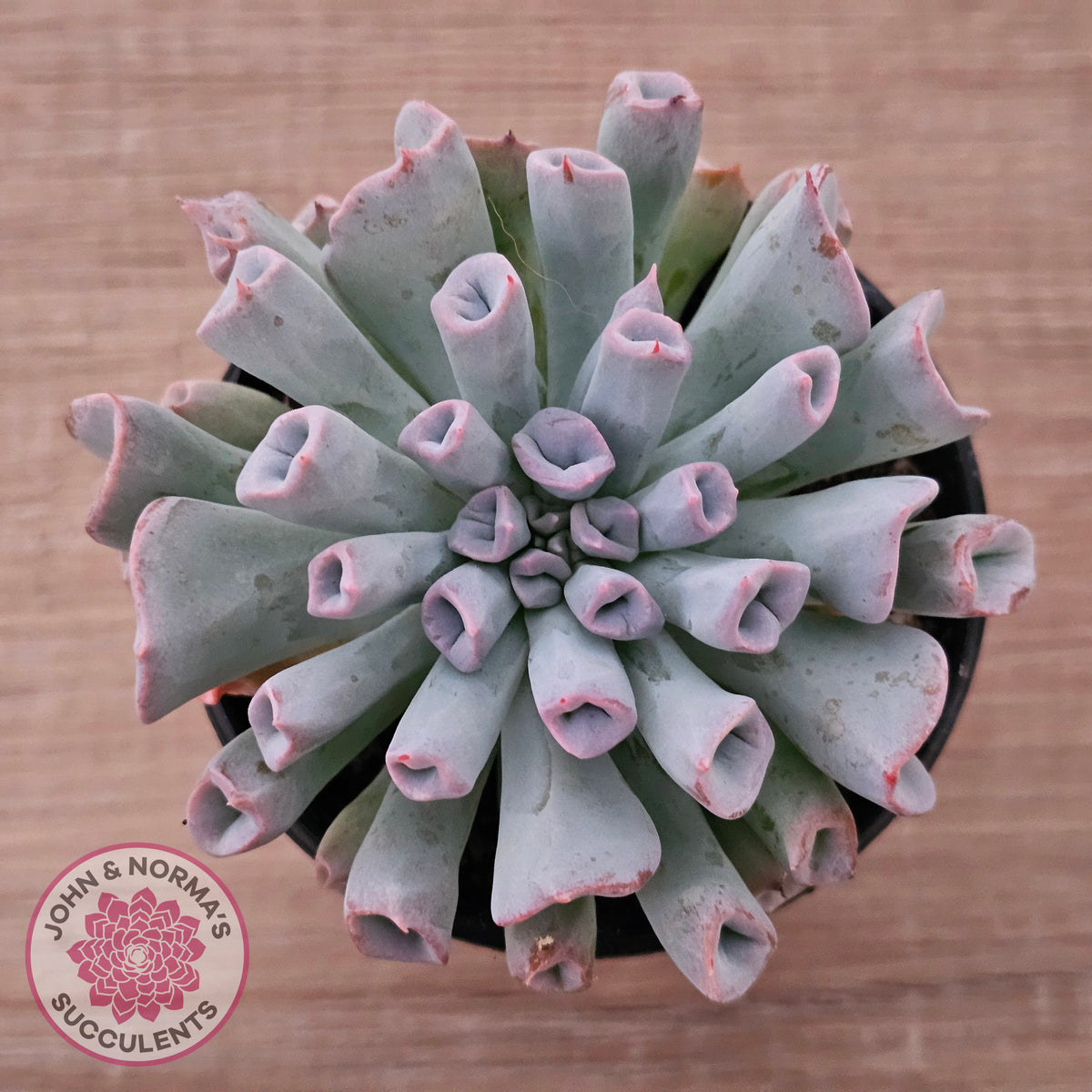 Echeveria Trumpet Pinky 'Blue Form'