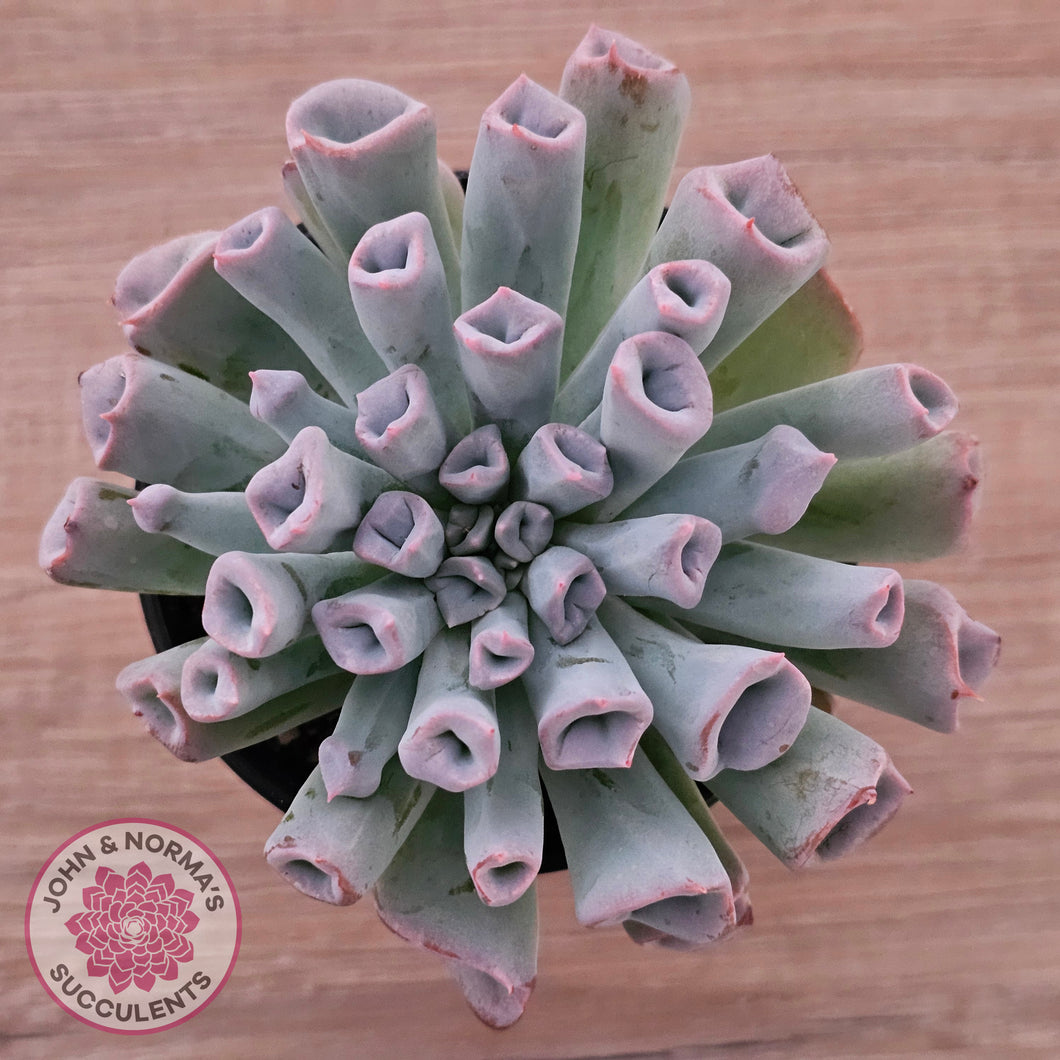 Echeveria Trumpet Pinky 'Blue Form'