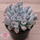 Echeveria Trumpet Pinky 'Blue Form'
