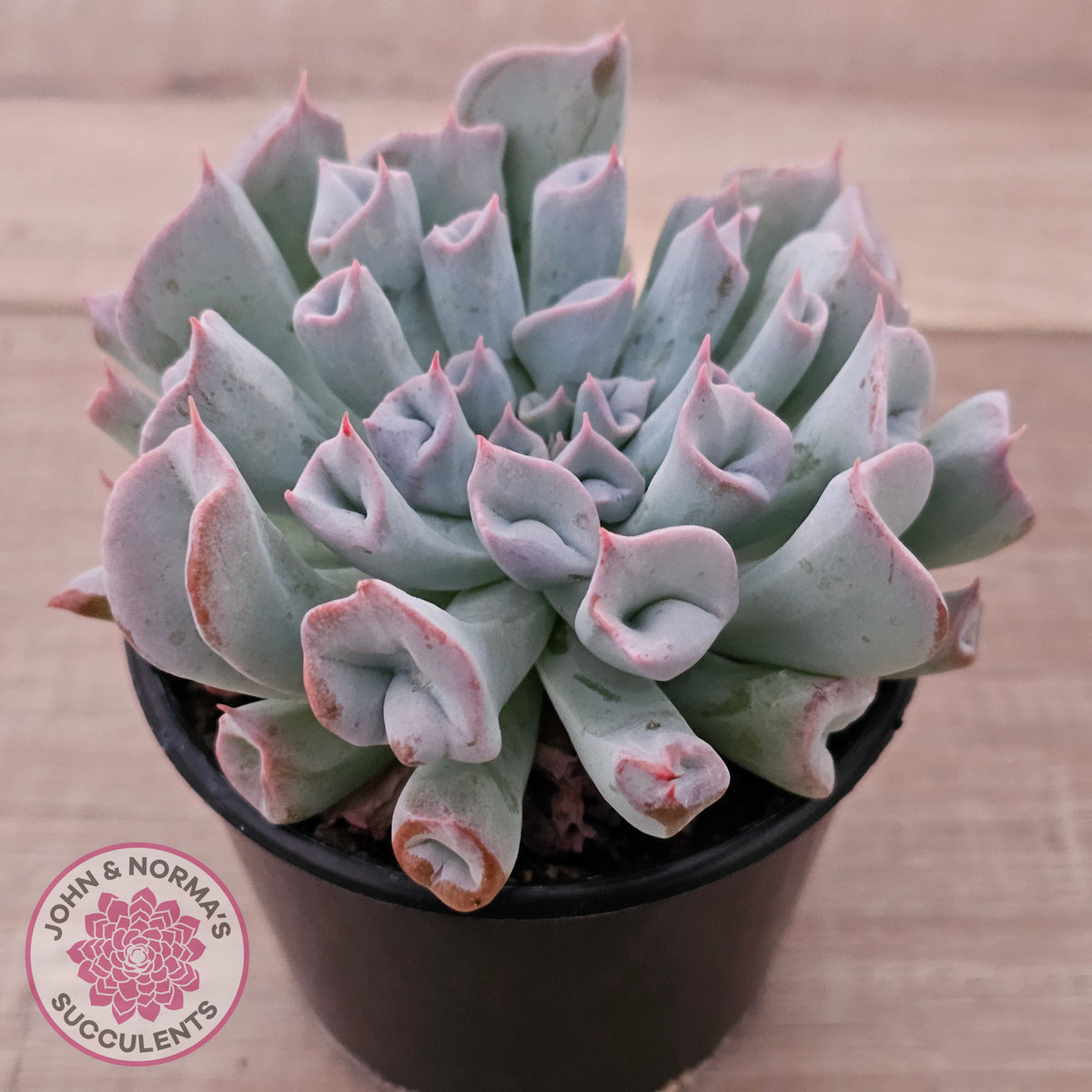 Echeveria Trumpet Pinky 'Blue Form'
