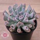 Echeveria Trumpet Pinky 'Blue Form'