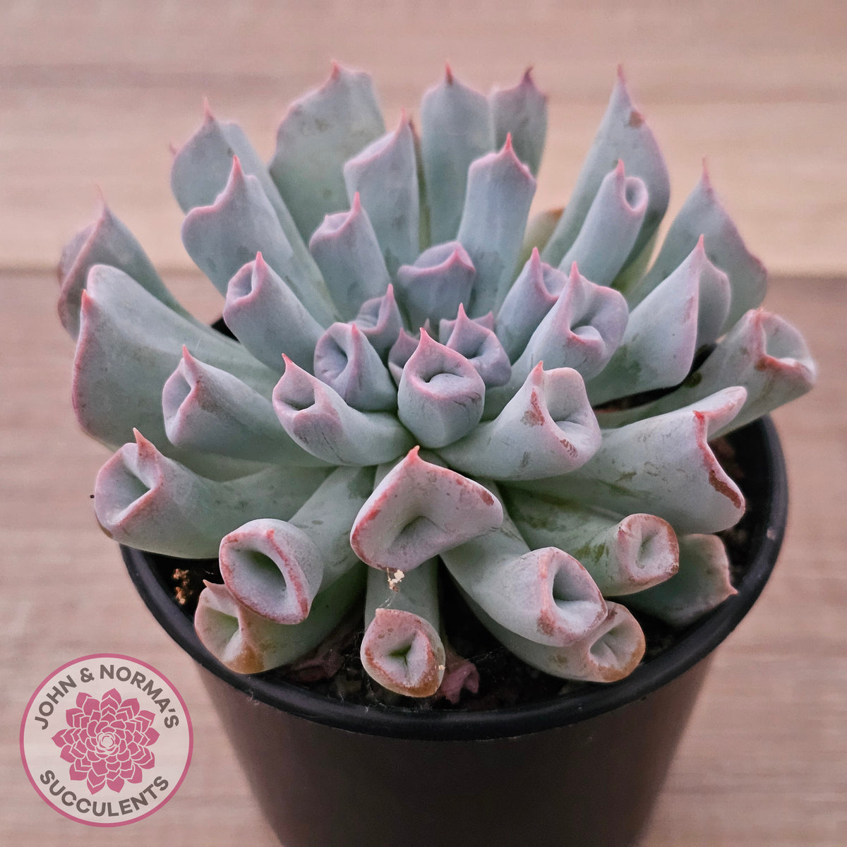 Echeveria Trumpet Pinky 'Blue Form'