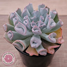Echeveria Trumpet Pinky 'Blue Form'