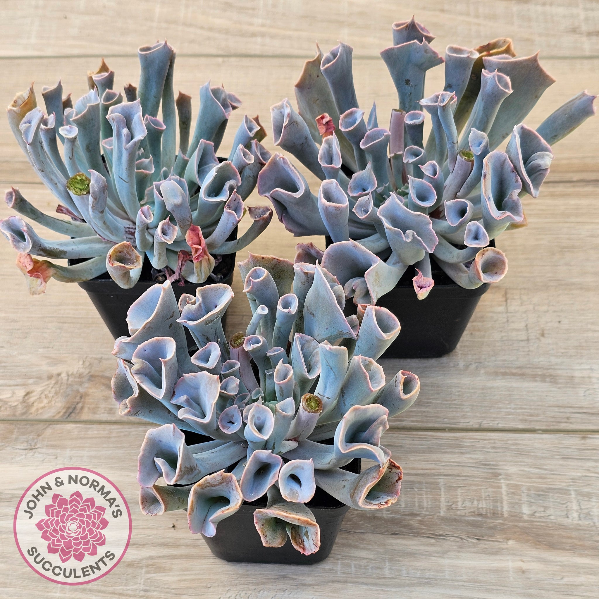 trumpet succulent Buy Echeveria 'Trumpet Pinky' - Pink Form Australia