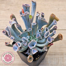 Load image into Gallery viewer, Echeveria 'Trumpet Pinky'
