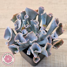 Load image into Gallery viewer, Echeveria 'Trumpet Pinky'
