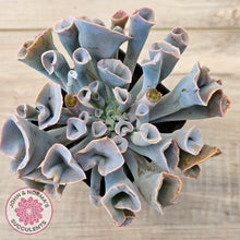 Load image into Gallery viewer, Echeveria 'Trumpet Pinky'

